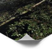 Dansbomen van het wilde hout poster (Hoek)