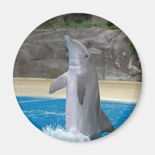 Dansdolfijn Magnet