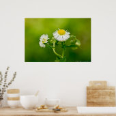 Dansend Daisy Fleabane Wildflower Poster (Keuken)