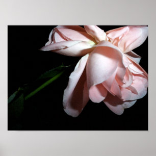 Dansend Roos 16x12 Poster
