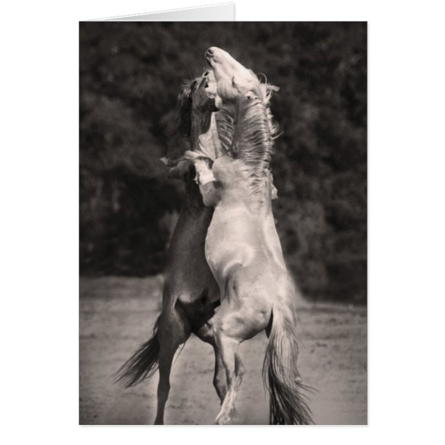 Dansende allions (Voorkant)