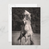 Dansende allions briefkaart (Voorkant / Achterkant)