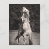 Dansende allions briefkaart (Voorkant)