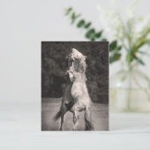 Dansende allions briefkaart (Staand voorkant)