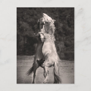 Dansende allions briefkaart