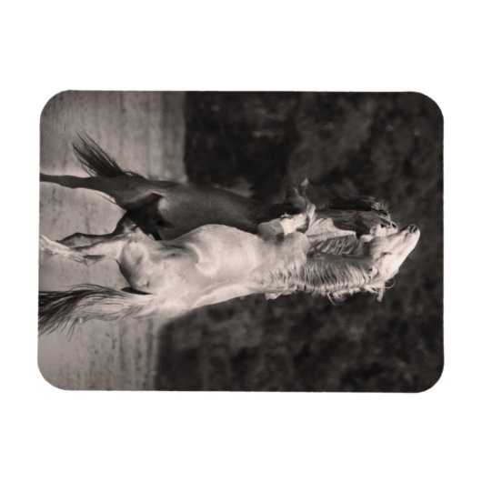 Dansende allions magneet (Horizontaal)