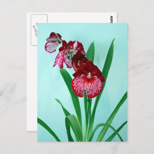 Dansende Dames Orchids Briefkaart (Voorkant / Achterkant)