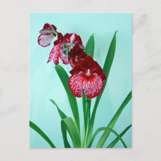 Dansende Dames Orchids Briefkaart (Voorkant)