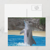 Dansende Dolphin Post Card Briefkaart (Voorkant / Achterkant)