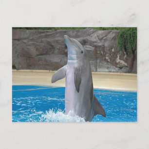 Dansende Dolphin Post Card Briefkaart