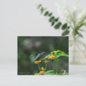 Dansende Hummingbird Briefkaart (Staand voorkant)