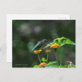 Dansende Hummingbird Briefkaart (Voorkant / Achterkant)
