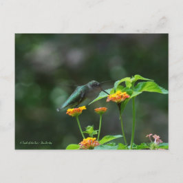 Dansende Hummingbird Briefkaart