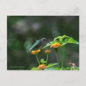 Dansende Hummingbird Briefkaart (Voorkant)