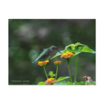 Dansende Hummingbird