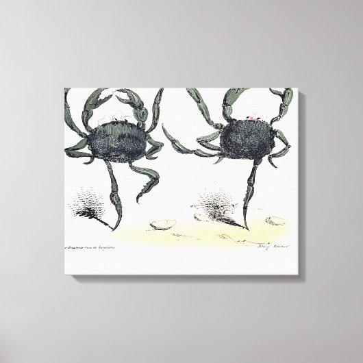 Dansende krabben op doek canvas afdruk (Voorkant)