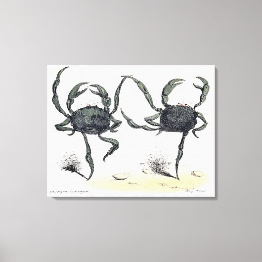 Dansende krabben op doek canvas afdruk (Voorkant)