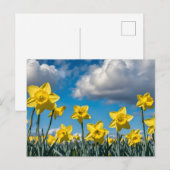 Dansende narcissen briefkaart (Voorkant / Achterkant)