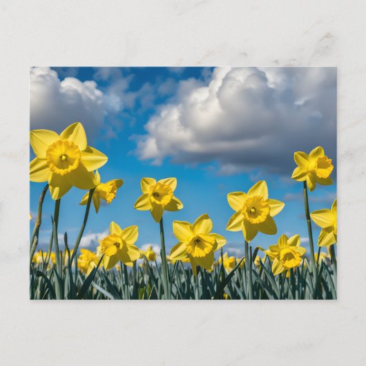 Dansende narcissen briefkaart (Voorkant)