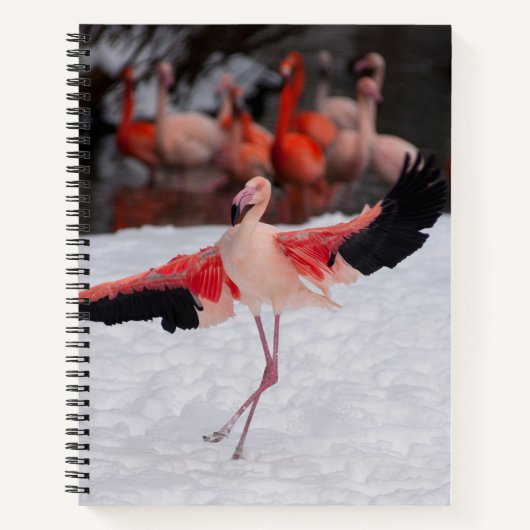 Dansende roze Flamingo doen de Flamenco foto Notitieboek (Voorkant)