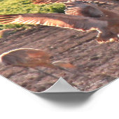 Dansende Sandhills Cranes Poster (Hoek)