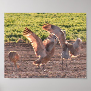 Dansende Sandhills Cranes Poster