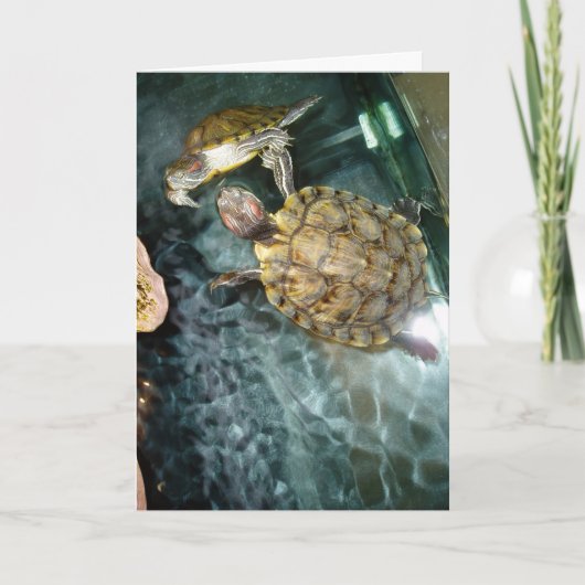 “Dansende schildpadden” verjaardagskaart Kaart (Voorkant)