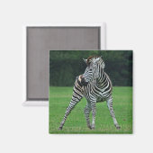 Dansende Zebra magneet (Voorkant / Achterkant)