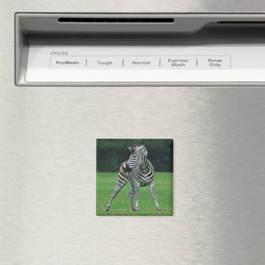 Dansende Zebra magneet (Insitu (Vaatwasser))