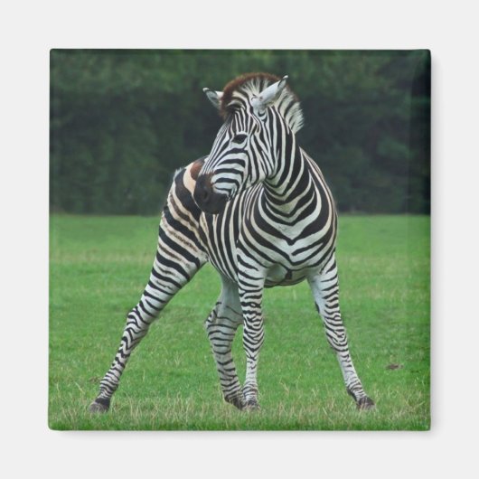 Dansende Zebra magneet (Voorkant)