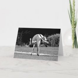 Dansende Zebra Verjaardag Kaart