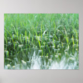 dansgras poster (Voorkant)