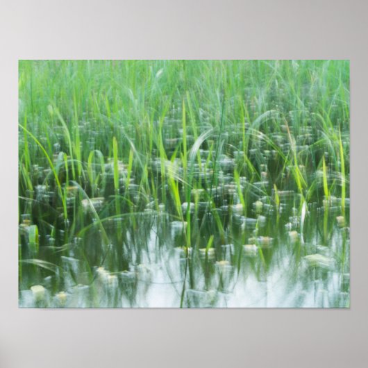 dansgras poster (Voorkant)