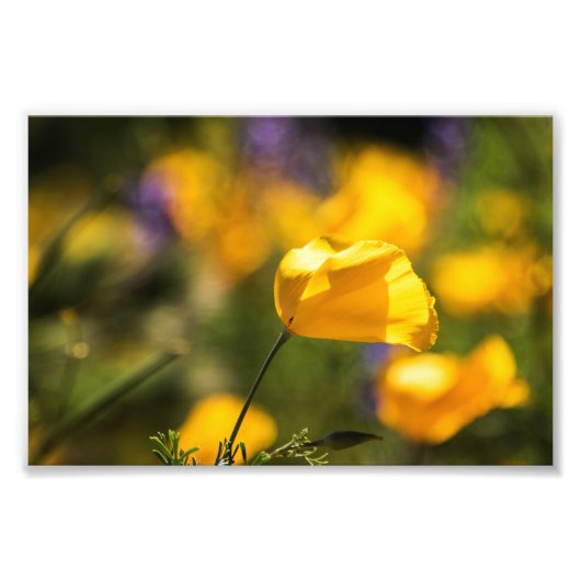 Danspoppies Foto Afdruk (Voorkant)