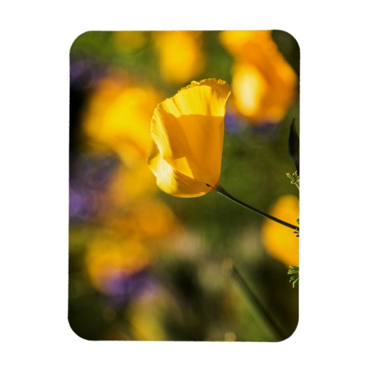 Danspoppies Magneet (Verticaal)