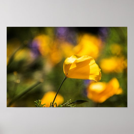 Danspoppies Poster (Voorkant)