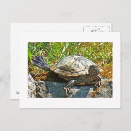 Dansschildpad - Briefkaart (Voorkant / Achterkant)