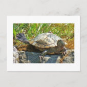 Dansschildpad - Briefkaart (Voorkant)