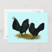 D'Anvers Black Bantams Briefkaart (Voorkant / Achterkant)