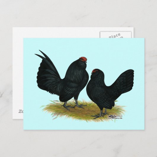 D'Anvers Black Bantams Briefkaart (Voorkant / Achterkant)