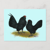 D'Anvers Black Bantams Briefkaart (Voorkant)