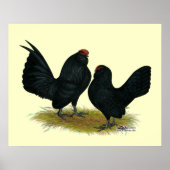 D'Anvers Black Bantams Poster (Voorkant)