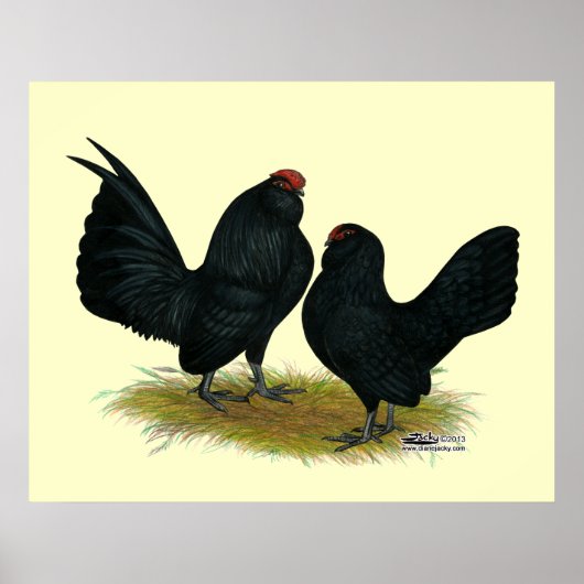 D'Anvers Black Bantams Poster (Voorkant)