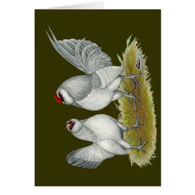 D'Anvers Self Blue Bantams (Voorkant)