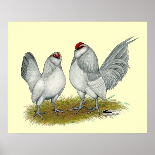 D'Anvers Self Blue Bantams Poster (Voorkant)