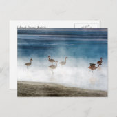 Danza de Flamencos, Salar de Uyuni, Bolivia. Briefkaart (Voorkant / Achterkant)