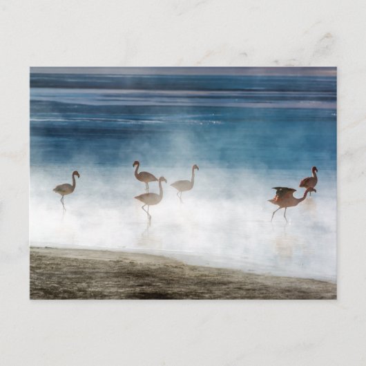 Danza de Flamencos, Salar de Uyuni, Bolivia. Briefkaart (Voorkant)