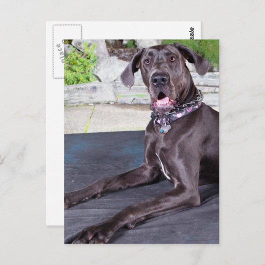 Daphne Briefkaart (Voorkant / Achterkant)