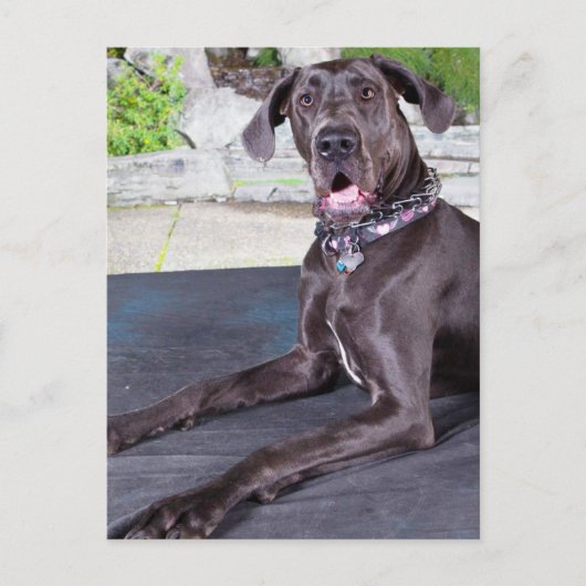 Daphne Briefkaart (Voorkant)