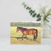 Dapped Bay Briefkaart (Staand voorkant)